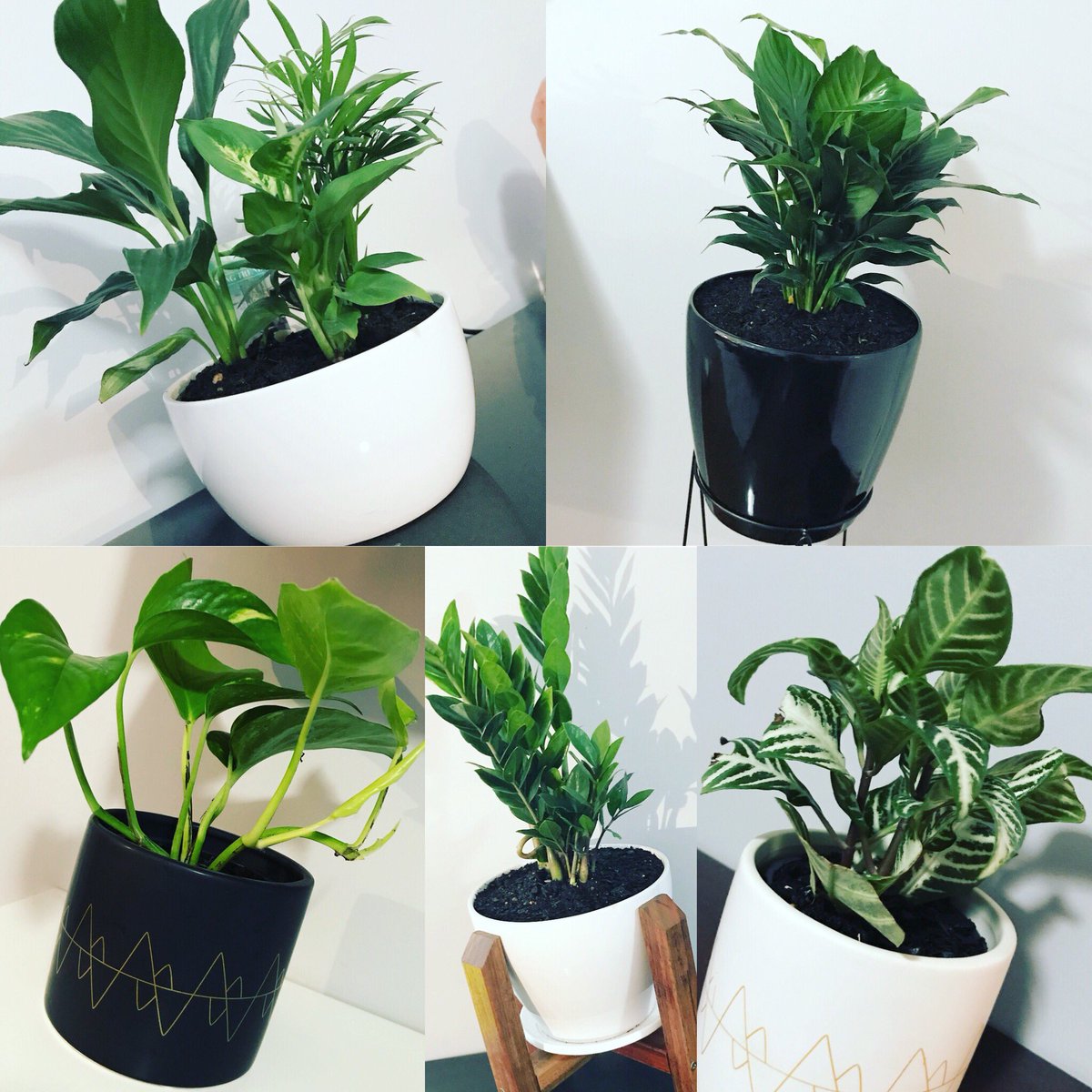 Philip Jackson tweet media