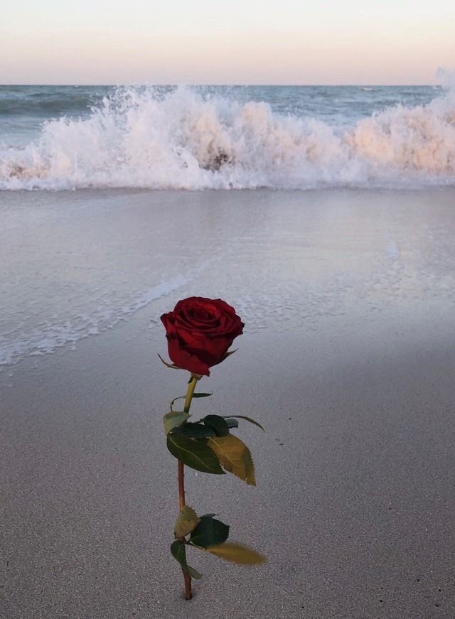 comme1rose (@comme1rose) on Twitter photo 