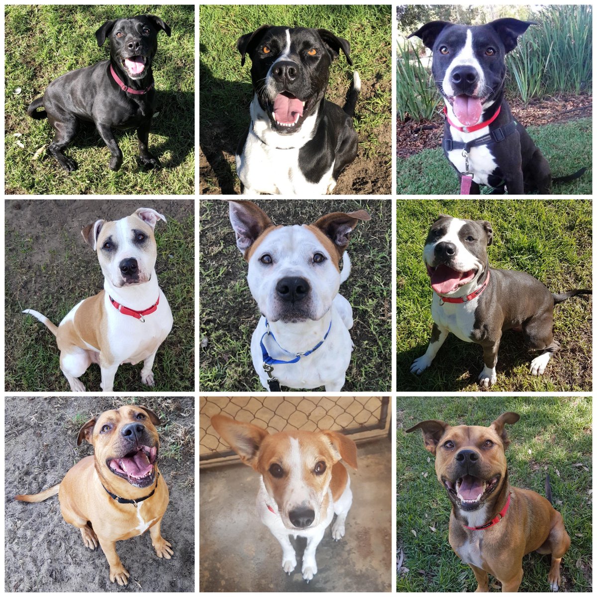 #SuperFull #SuperDogs can you help us have a #SuperSunday and find homes for these adorable pooches just waiting for someone to wander across their kennel front and fall in love. Please remember to consider rescue first! #AdoptDontShop @GilloArvos <a href="/cyndilavrencic/">Cyndi Lavrencic</a> <a href="/tweetperth/">Tweet Perth</a>