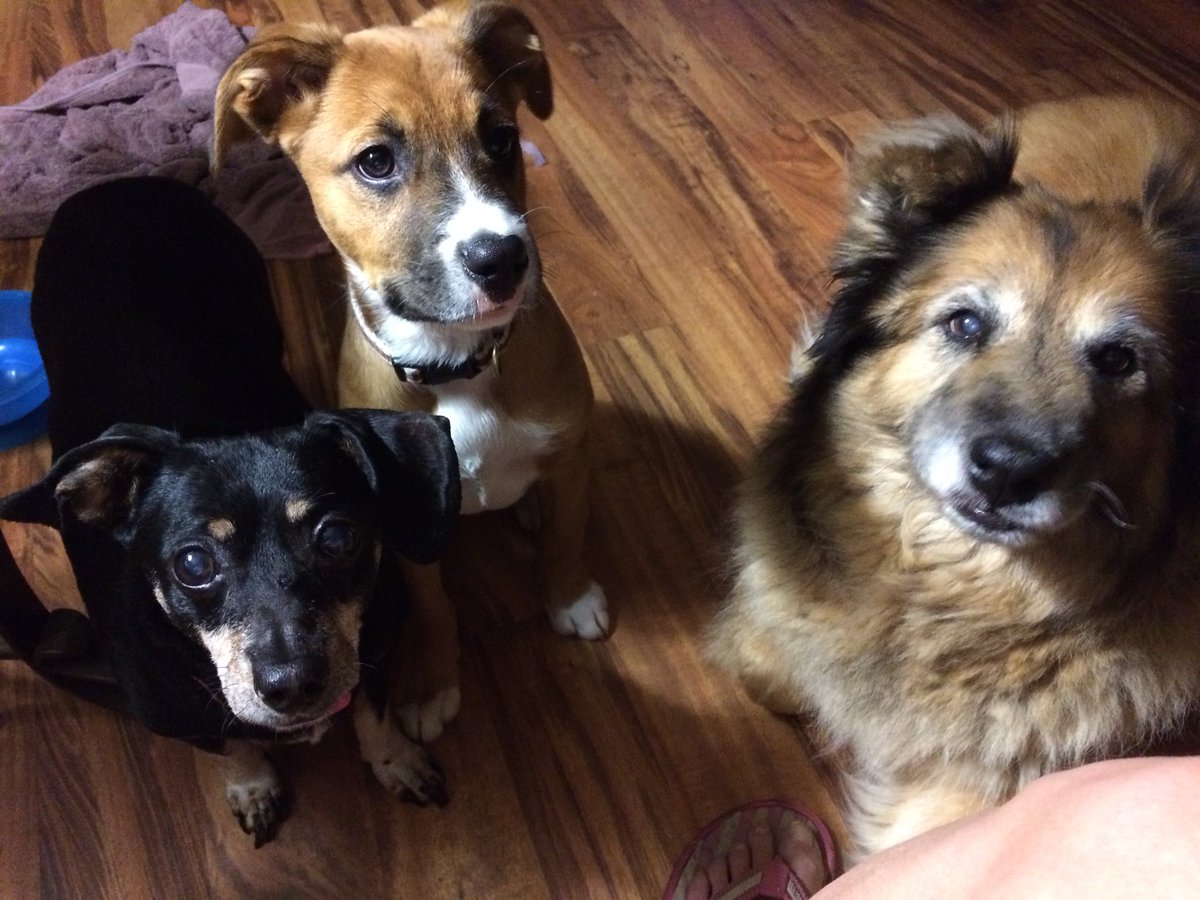 jecosmeticsinc's tweet photo. All my pups! This is what happens when I try to eat a piece of beef jerky lol #halo #stroodle #jasmine #dogsoftwitter ❤️ https://t.co/F9j8c5ZNb7