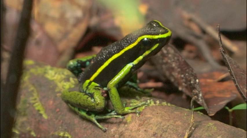 Uzivatel 世界遺産 Na Twitteru こちらは 蛍光グリーンに縁どられたカエル 目立ち過ぎ でも この 警告色 で天敵から身を守ります このカエルに毒はないけど 南米には猛毒をもつ派手なカエルがいます それに擬態して生きのびる戦略です T Co Uzivatel 世界遺産 Na Twitteru こちらは 蛍光グリーンに縁どられたカエル 目立ち過ぎ でも この 警告色 で天敵から身を守ります このカエルに毒はないけど 南米には猛毒をもつ派手なカエルがいます それに擬態して生きのびる戦略です T Co