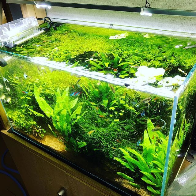 yuki___aqua's tweet image. ごちゃごちゃしてきたのでリセットします。#maintank #水槽リセット ift.tt/2IOJrCd