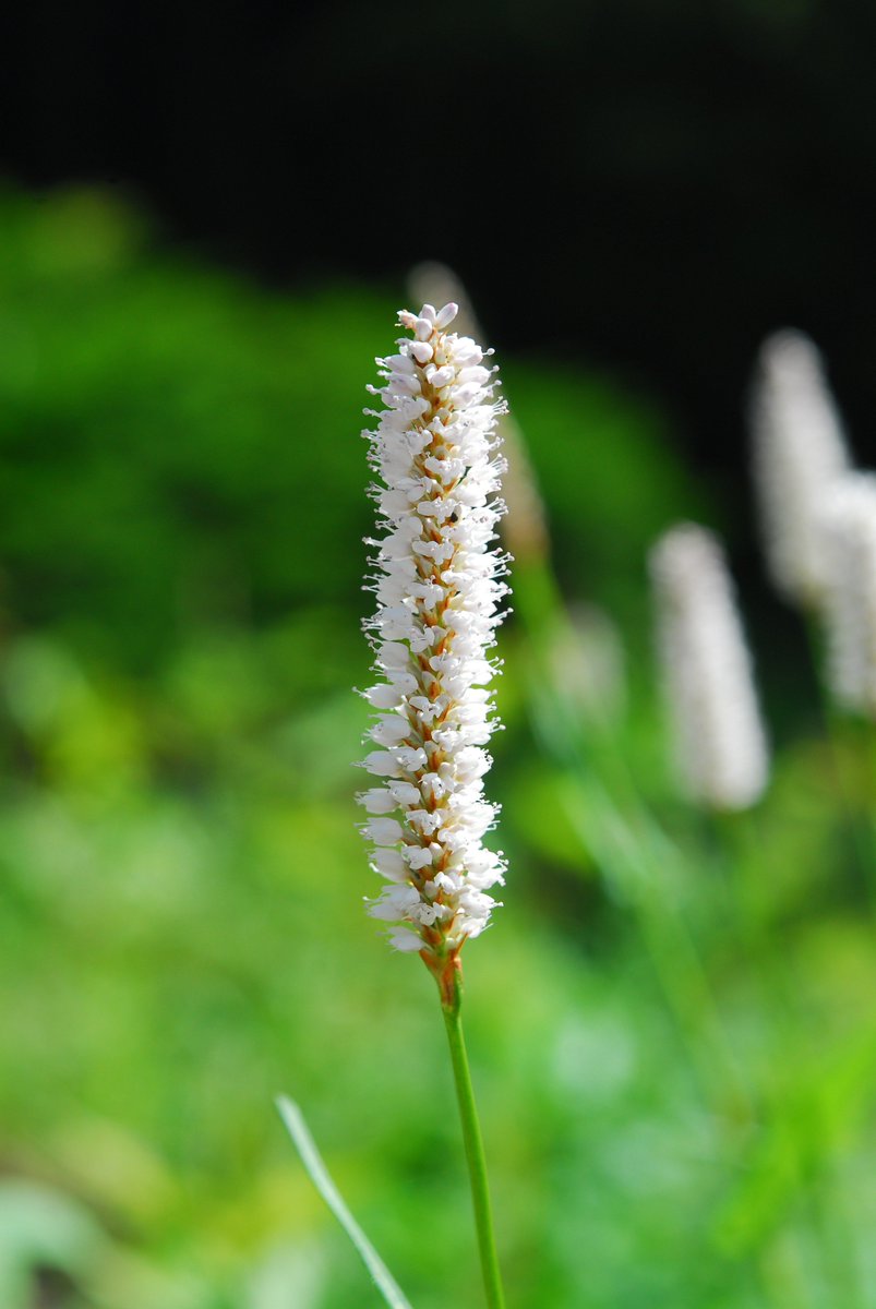 六甲高山植物園 Sur Twitter そよ風が心地よい季節です 六甲高山植物園では初夏の花がたくさん咲いています イブキトラノオ の花が咲き始め 最初に伊吹山で発見されてイブキ 花姿が虎の尾に似ているためトラノオと和名がつきました そよ風にゆらゆらと 六甲高山植物園 Sur Twitter そよ風が心地よい季節です 六甲高山植物園では初夏の花がたくさん咲いています イブキトラノオ の花が咲き始め 最初に伊吹山で発見されてイブキ 花姿が虎の尾に似ているためトラノオと和名がつきました そよ風にゆらゆらと
