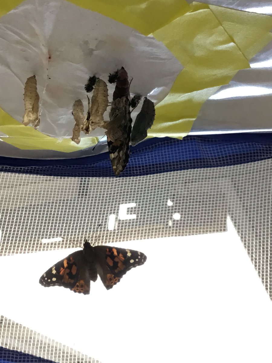 ChipGrover's tweet photo. Mrs. Grover’s first graders watched as our pupas transformed into butterflies!  #ncecsd #northinnovates @NorthCreekElem https://t.co/HFJzTdIcI0