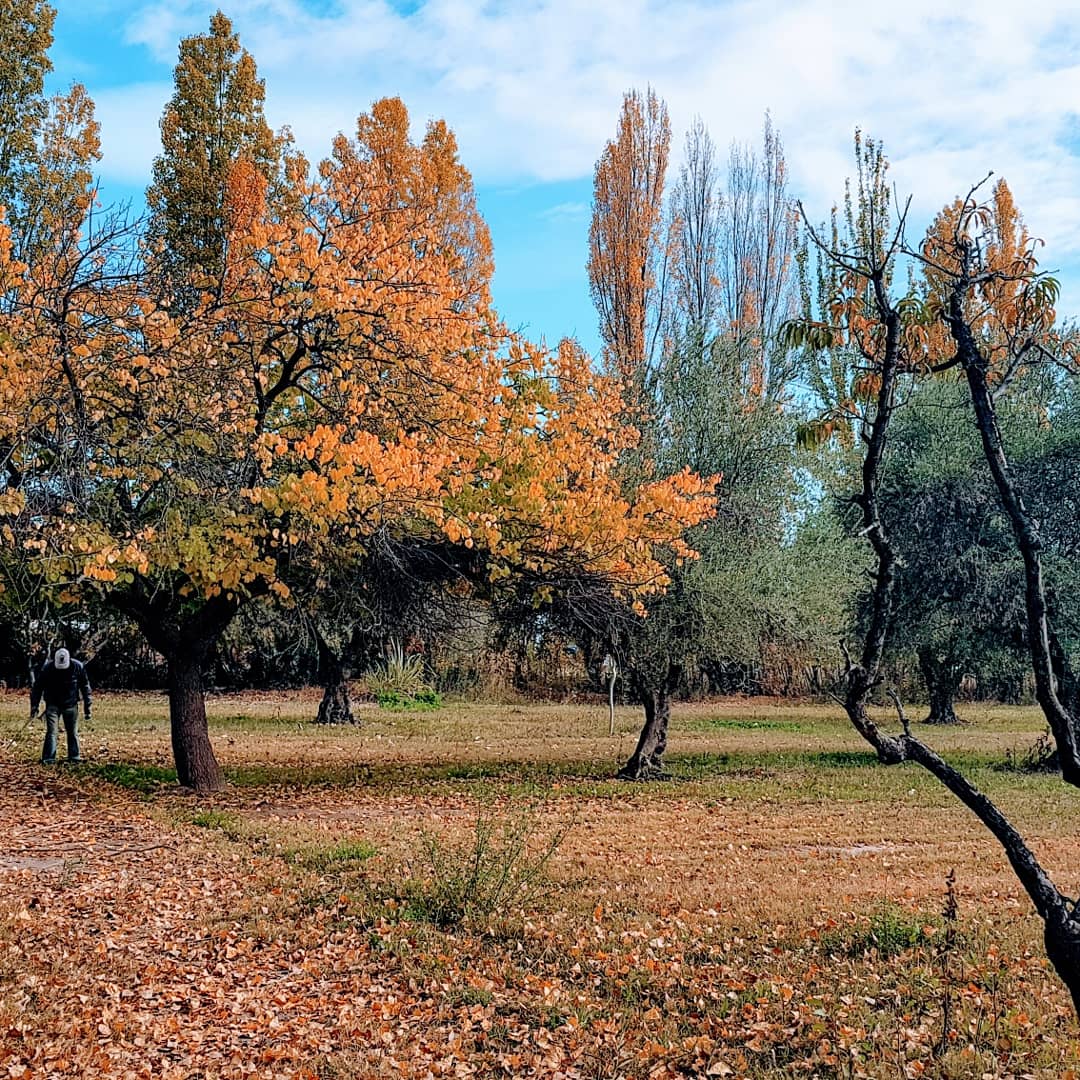 stella_vannucci's tweet photo. Otoño en #Coquimbito #Maipú #Mendoza https://t.co/Wo6JY7eSJB