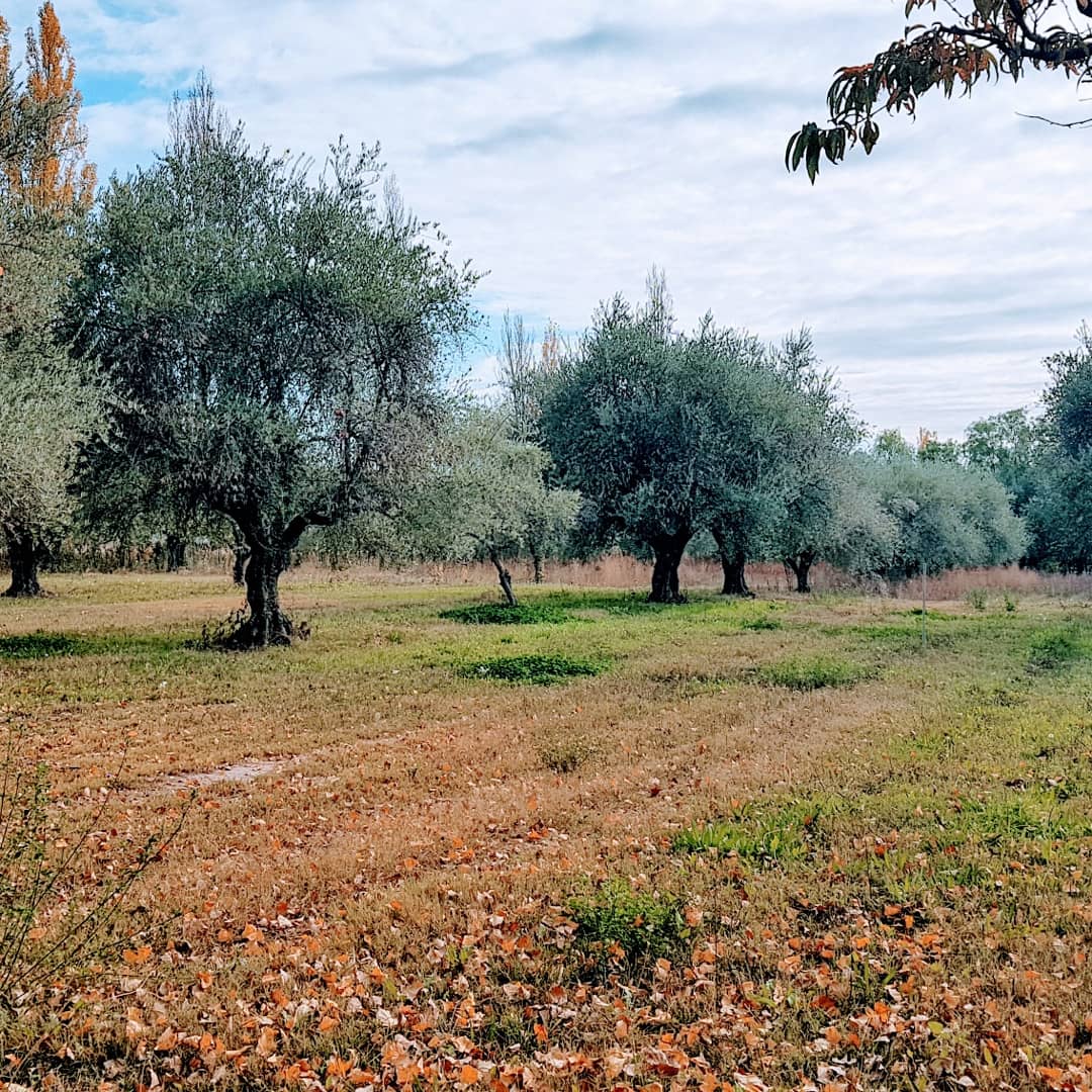Otoño en #Coquimbito #Maipú #Mendoza