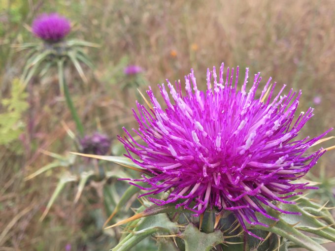 Overcast at #SFRC. Shorter run today (~11.1miles), still 2100+' of climbing.  The cool weather was perfect<a href="/tag/sfrc"class="tags">#SFRC</a>