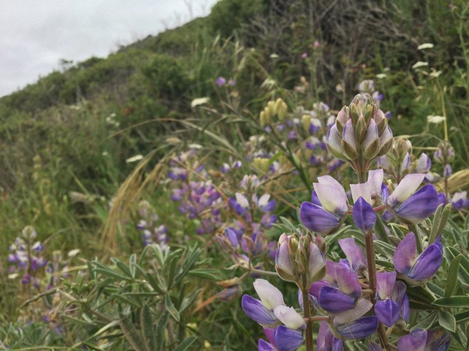 Overcast at #SFRC. Shorter run today (~11.1miles), still 2100+' of climbing.  The cool weather was perfect<a href="/tag/sfrc"class="tags">#SFRC</a>
