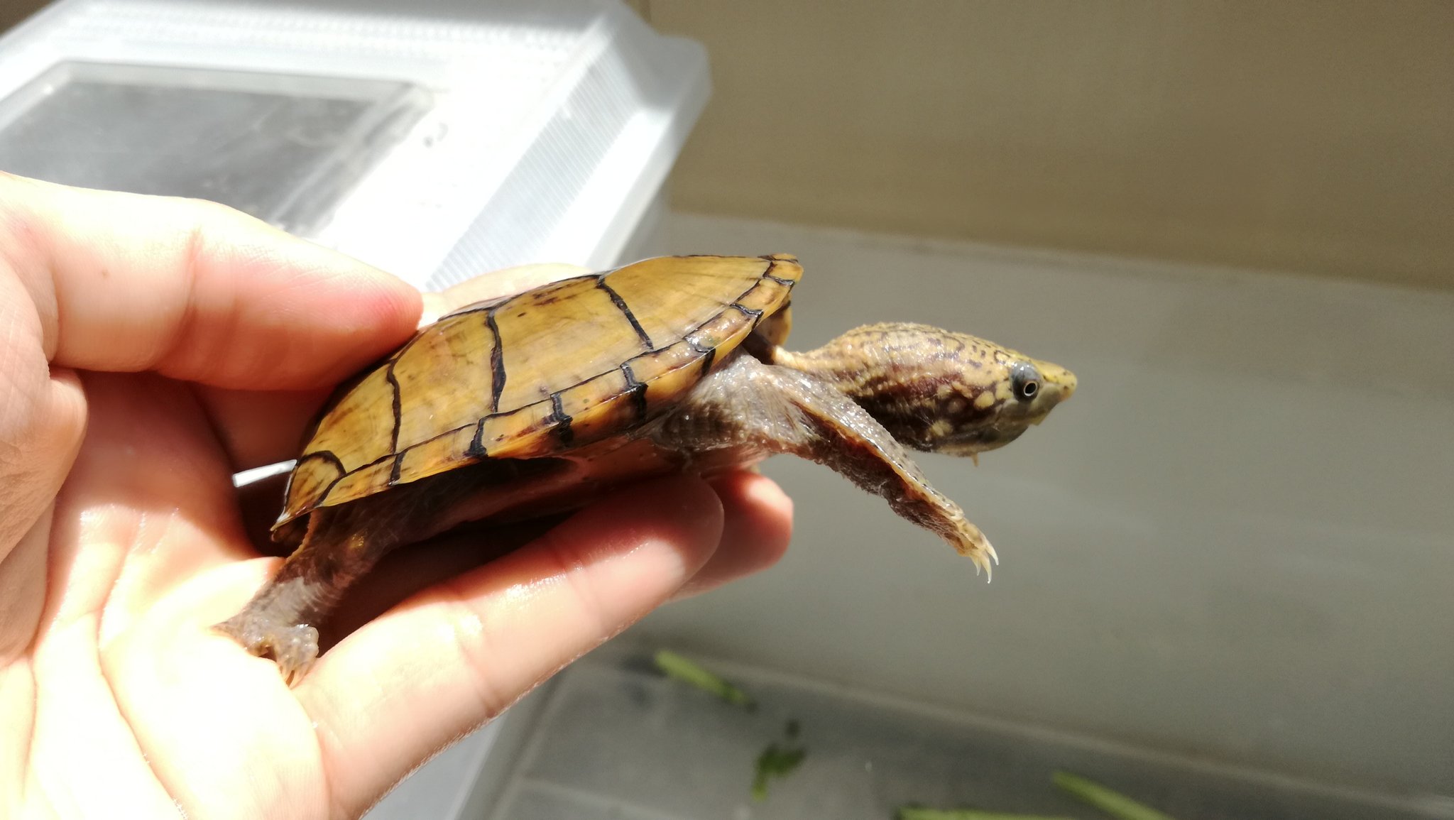 庚 スジクビヒメニオイガメ ガチの人には全然違う と怒られそうだけど 敢えて言うならヒラタニオイガメみたいに薄い T Co J9ytsblzgz Twitter
