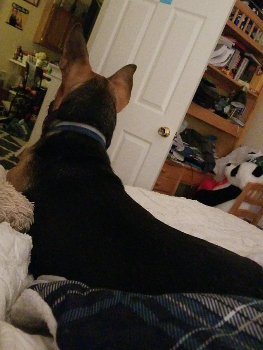 Midwest_Girl180's tweet photo. @HaralsonSheriff @ElDoradoPolice @ArkCity_Police @PascoSheriff @RCSD I am home from a friends wedding and all locked up. I also passed my accounting class with a C! My minor is completed! Its time for bed for bucky and me! #9pmRoutine #Exhausted #hadfuntonight #closertograduation https://t.co/xsvHKFRVVW