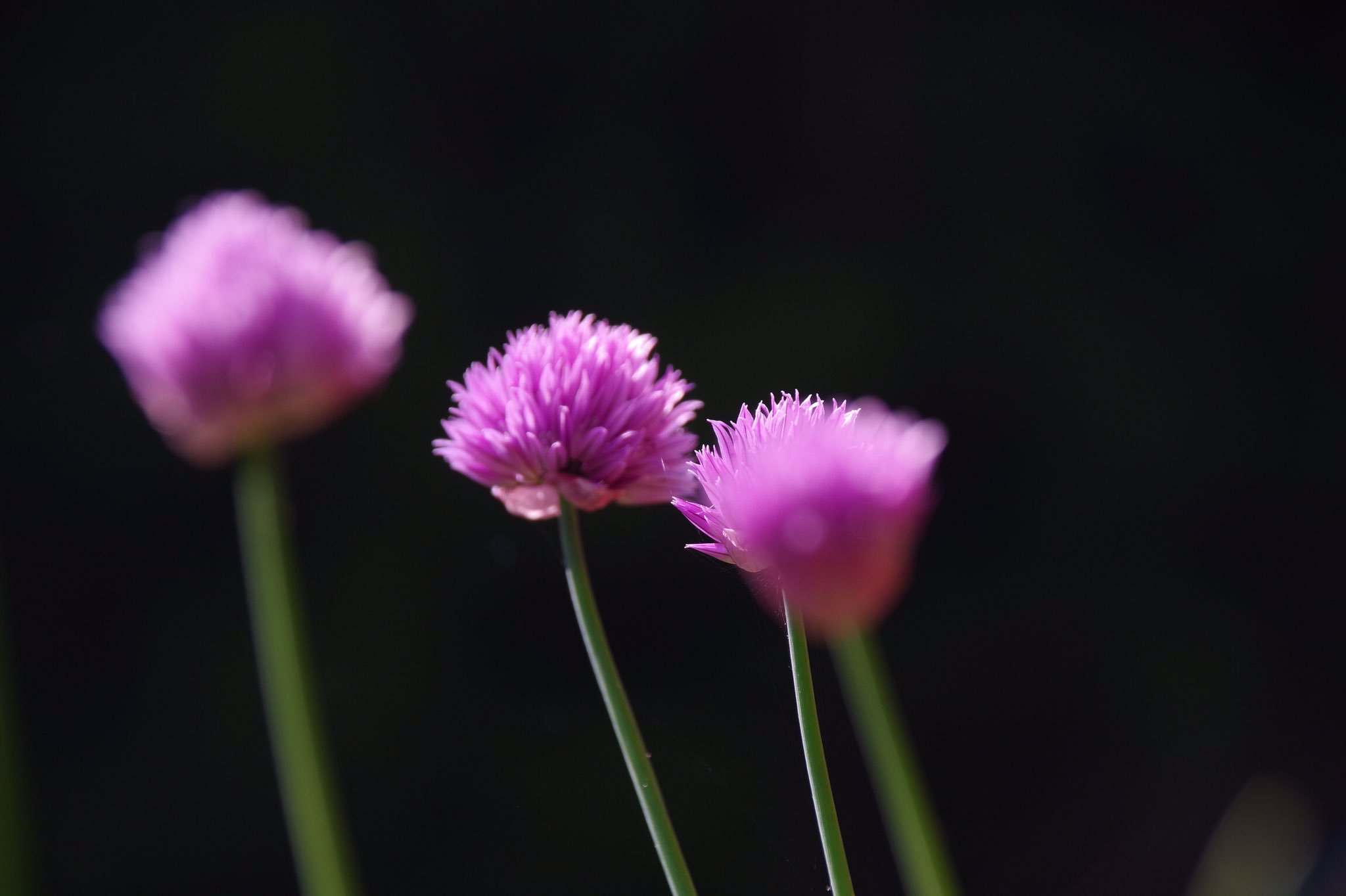 ハーブ君と薔薇ガール チャイブ の花が咲きました 可愛いドライフラワーになりますが 部屋中 おネギっぽい香りに包まれます 一年中 活躍してくれる ハーブ です 庭のハーブ