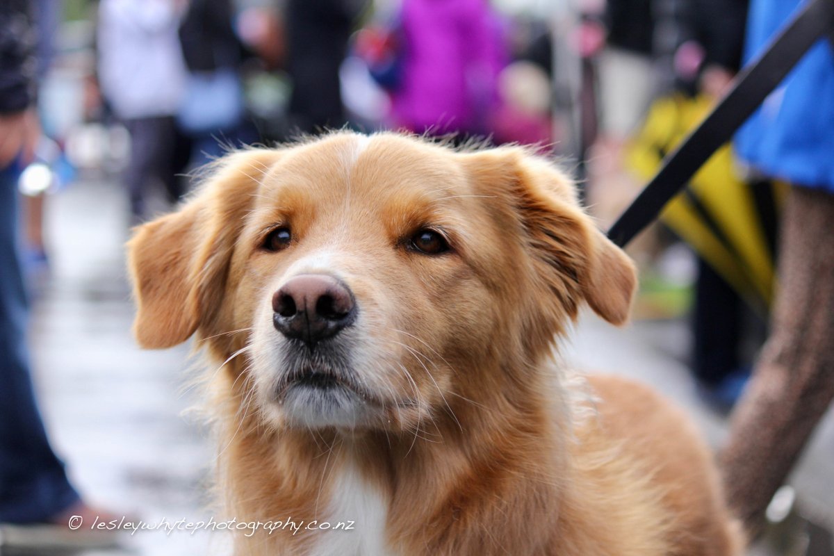 lesley_whyte's tweet image. Afternoon my photography peeps on this #stunningsunday wet and wild Auckland Day.  Sneak peeks from the Stonefields Community Family Day, these one the "Dogs of Stonefields".  

#lovemyphotography
#stonefields
#petphotography
#streetphotography
#dogs