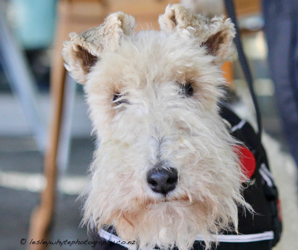 lesley_whyte's tweet image. Afternoon my photography peeps on this #stunningsunday wet and wild Auckland Day.  Sneak peeks from the Stonefields Community Family Day, these one the "Dogs of Stonefields".  

#lovemyphotography
#stonefields
#petphotography
#streetphotography
#dogs