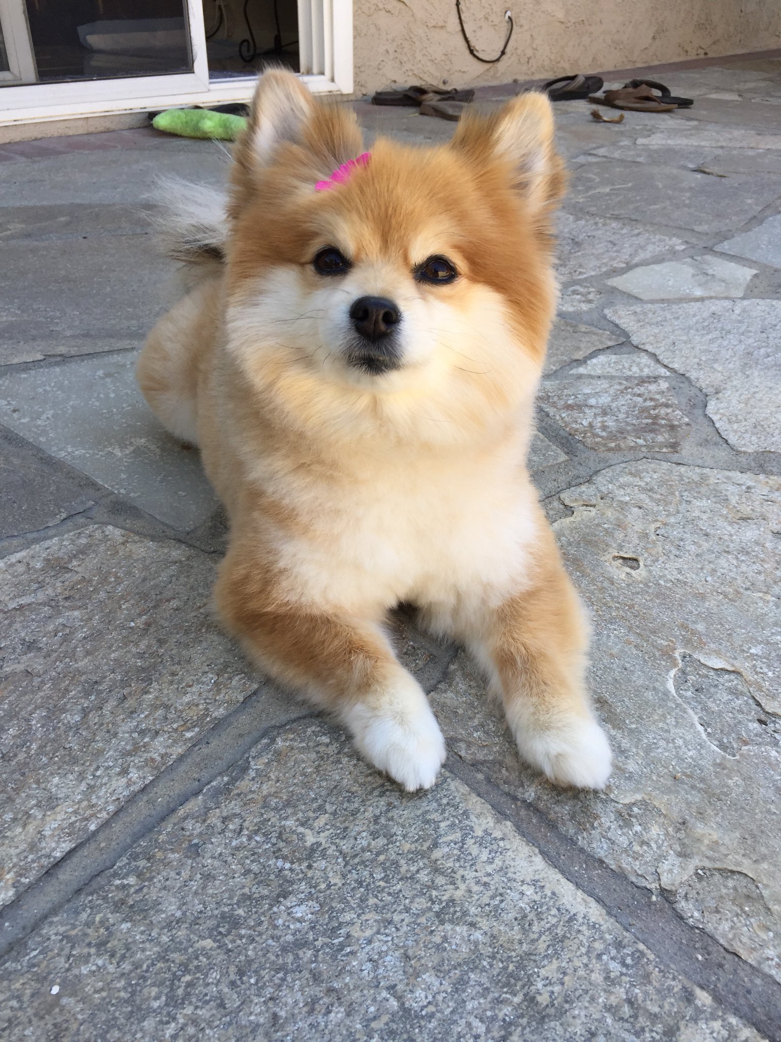 Mose Bange for at dø Sølv Brandon on Twitter: "I think my pom turned into a shiba 🤔  https://t.co/ZpraVwgEXL" / Twitter