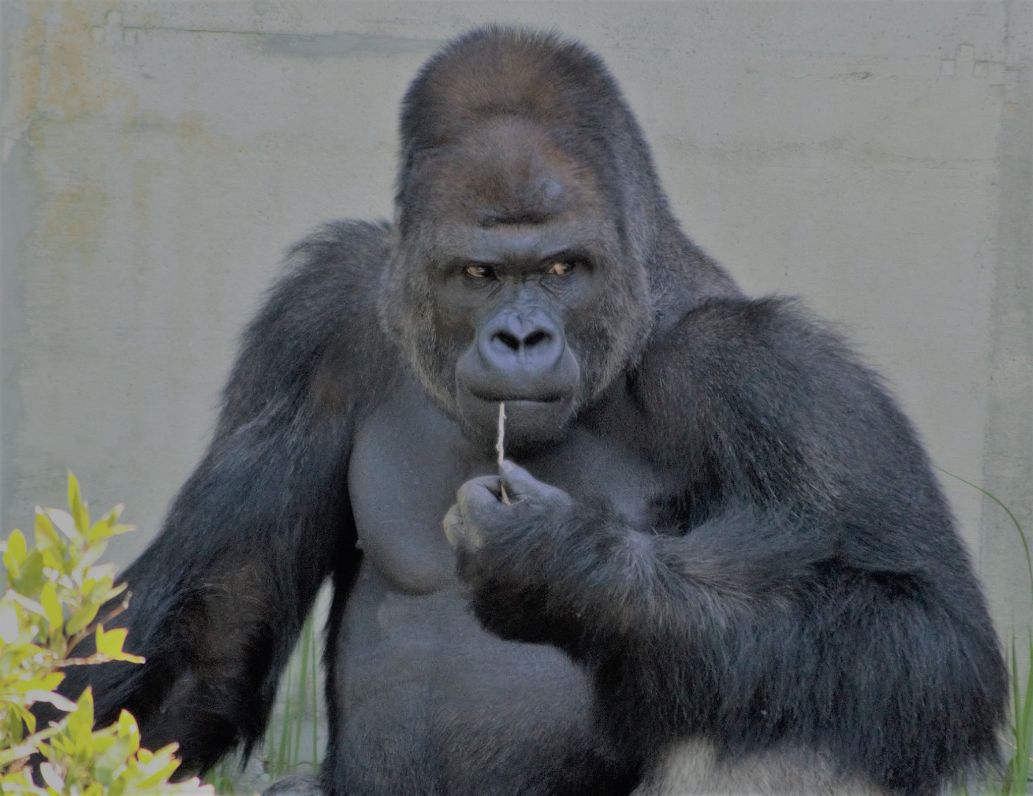 シマ 東山のイケメンゴリラ シャバーニ 動物キメ顔グランプリ T Co Yilto4nemb Twitter