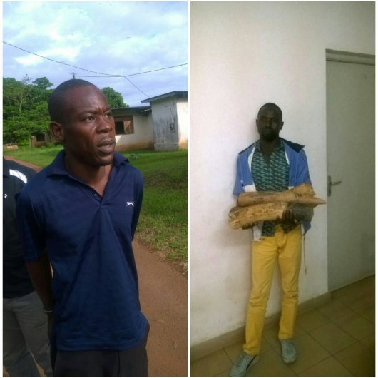 #Faitsdivers Des trafiquants d’#ivoire arrêtés à #Franceville et #Okondja agpgabon.ga/spip.php?artic…