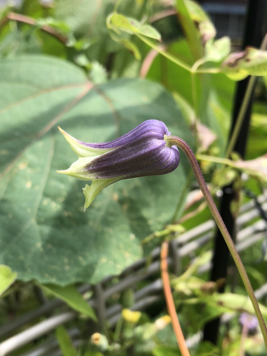 ヴィオルナ系 Twitter પર હ શટ ગ