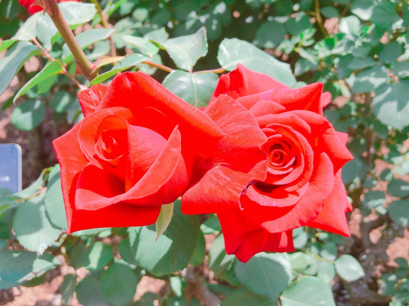 今は薔薇いっぱい咲いてるのかな、これは藤棚見に行った時にちょっとだけ咲いてた? 