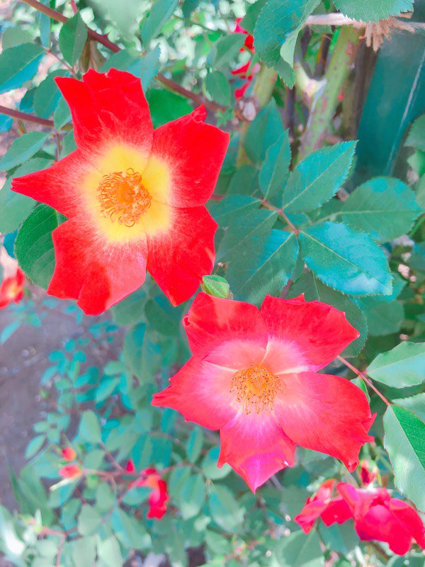 今は薔薇いっぱい咲いてるのかな、これは藤棚見に行った時にちょっとだけ咲いてた? 