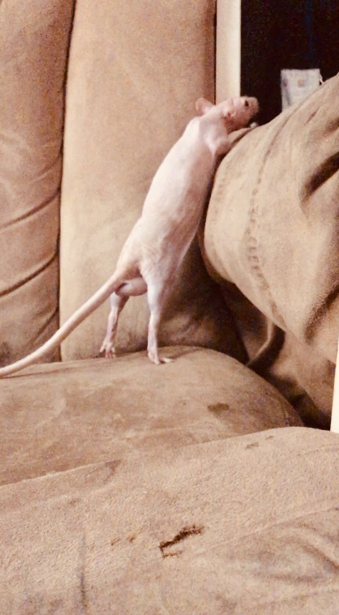 Wilbur (@wilburthehumble) on Twitter photo 