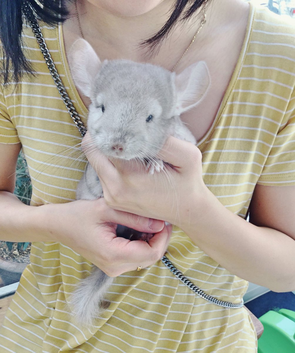 カワウソカフェ Harry原宿テラス店 على تويتر チンチラちゃん 今日も元気です 大らかな性格のシナモン ブロンズのおとこのです この子達もお迎えいただくことができますので ご検討の方は一度ご連絡くださいませ チンチラ 動物カフェ 小動物 カワウソカフェ Harry原宿テラス店 على تويتر チンチラちゃん 今日も元気です 大らかな性格のシナモン ブロンズのおとこのです この子達もお迎えいただくことができますので ご検討の方は一度ご連絡くださいませ チンチラ 動物カフェ 小動物