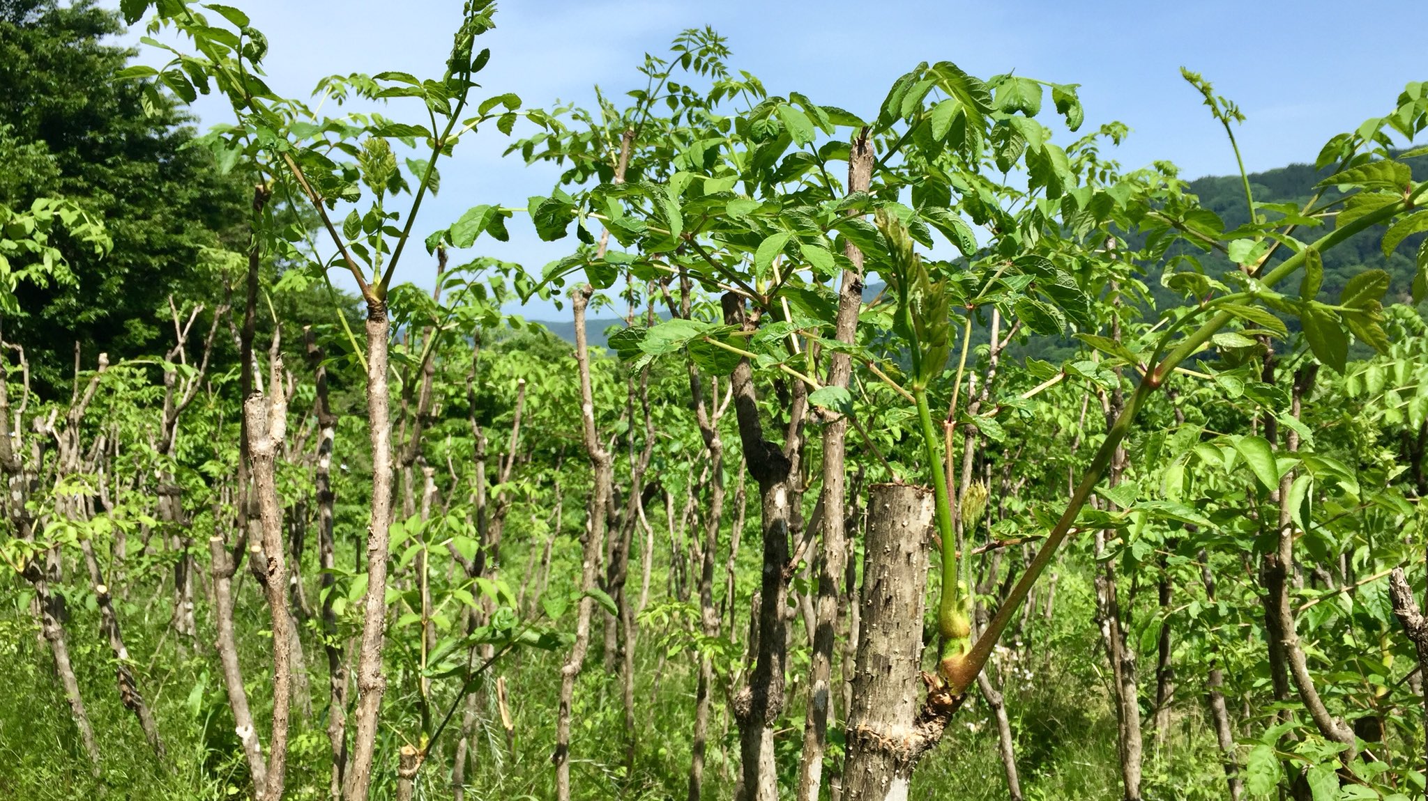 すーざん タラの木の剪定やってきた ほんまは剪定することで これから伸ばす枝を決めるんだけど ちょっと時期が遅くて もうタラ の木自体が伸ばす枝を決めて成長しかけてた 後から人間がこの枝切ろうみたいになっちまって ちょっと申し訳ない ってか すーざん タラの木の剪定やってきた ほんまは剪定することで これから伸ばす枝を決めるんだけど ちょっと時期が遅くて もうタラ の木自体が伸ばす枝を決めて成長しかけてた 後から人間がこの枝切ろうみたいになっちまって ちょっと申し訳ない ってか