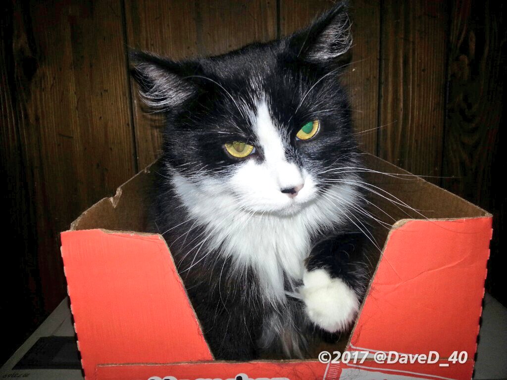 DaveD_40's tweet photo. Nina says "Good Morning Twitterworld! Whenever possible please recycle your cardboard boxes!📦 Have a super #CatBoxSunday everyone!"🌞
❤🐾🐱🐾❤
#MemorialDayWeekend https://t.co/UZfNfqdrg0