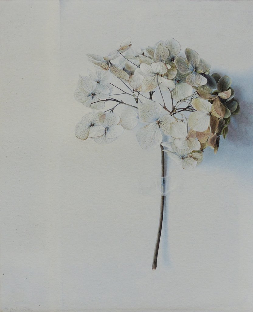 Sigrid Muller tweet media