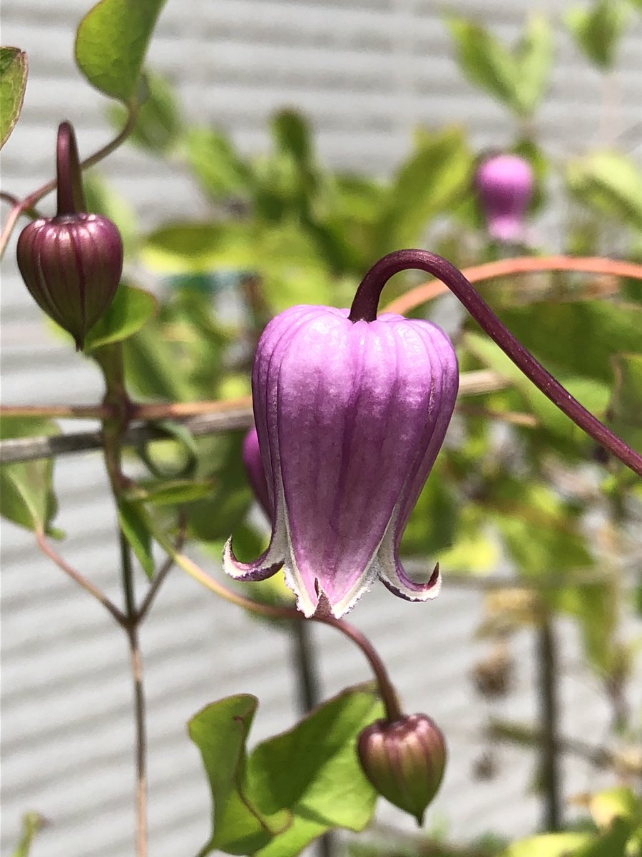 ヴィオルナ系 Twitter પર હ શટ ગ