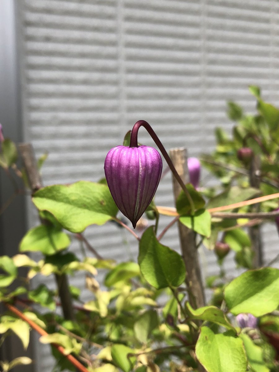 ヴィオルナ系 Twitter પર હ શટ ગ