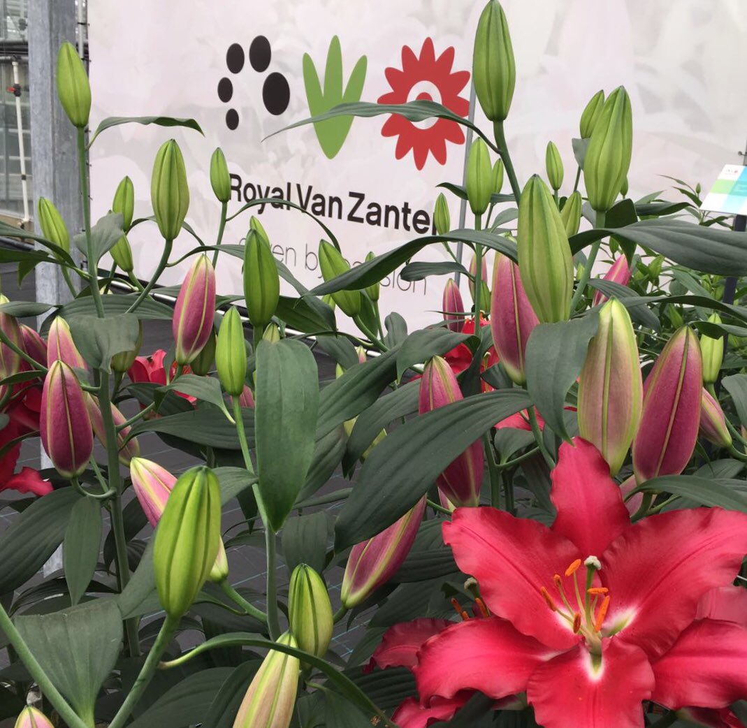The fitst lilies for the #dutchlilydays  are already blooming. Look at this beautiful red Oriental Ripasso
