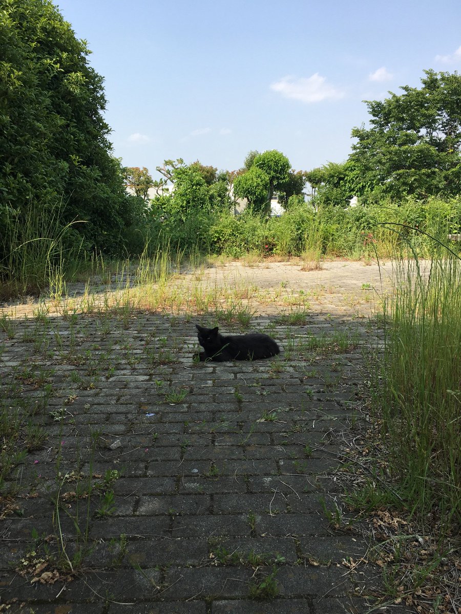 karasu91's tweet photo. street 猫 https://t.co/bEF4ZUwFdQ