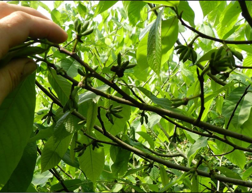 Talrijke jonge vruchtjes op de #pawpaw bij Kwekerij De Zoetewei Meer: facebook.com/groups/Frans.N/