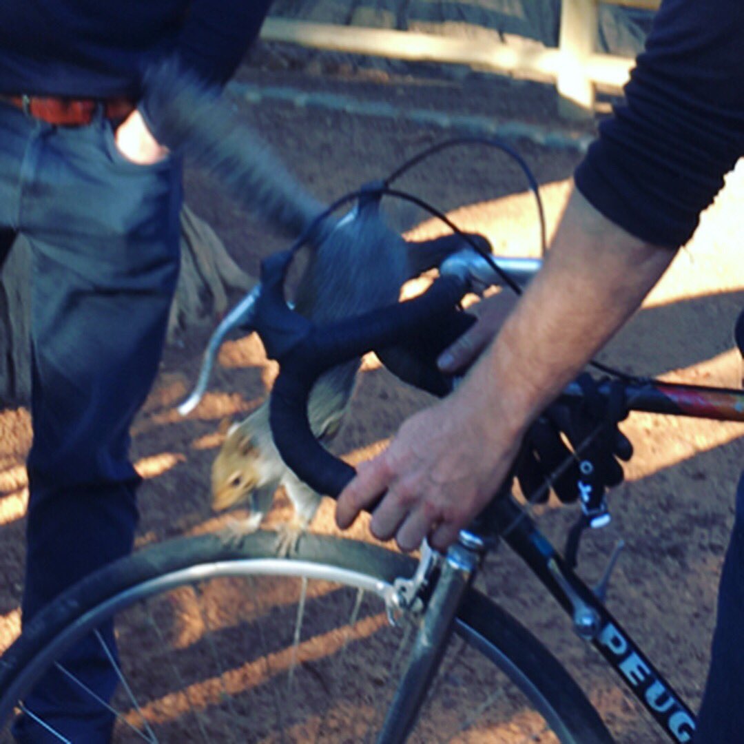 Bicycle South tweet media