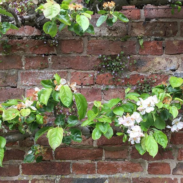 e_gardener's tweet photo. Espalier pear against #brickwall π at #erdigg https://t.co/8HK0zzGrro https://t.co/lsu5TMDeG0