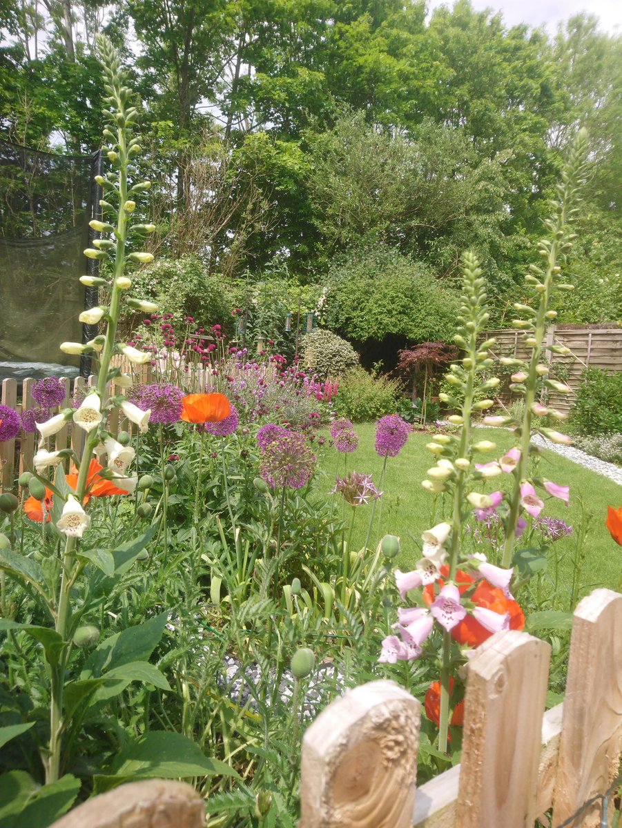 DavidMoir5's tweet photo. Very happy with the garden at the moment https://t.co/W866OQzvLU