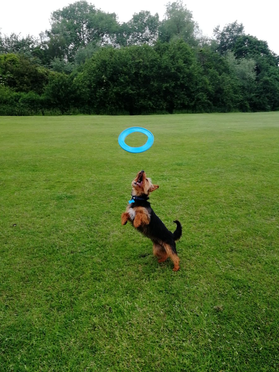 DHarrisVI's tweet photo. It's not a walk for Buddy without a Frisbee #SummerPup #VIPsporty @PetsatHome https://t.co/mJFUPQ2qsQ