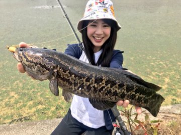 ちょこっと雷魚 Fishful Days