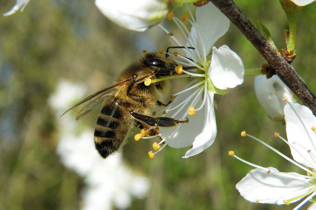 thebeekeeperman's tweet image. How I wish everyone would start raising honey bees because it has a number of advantages for us...  #raisingbeesa...