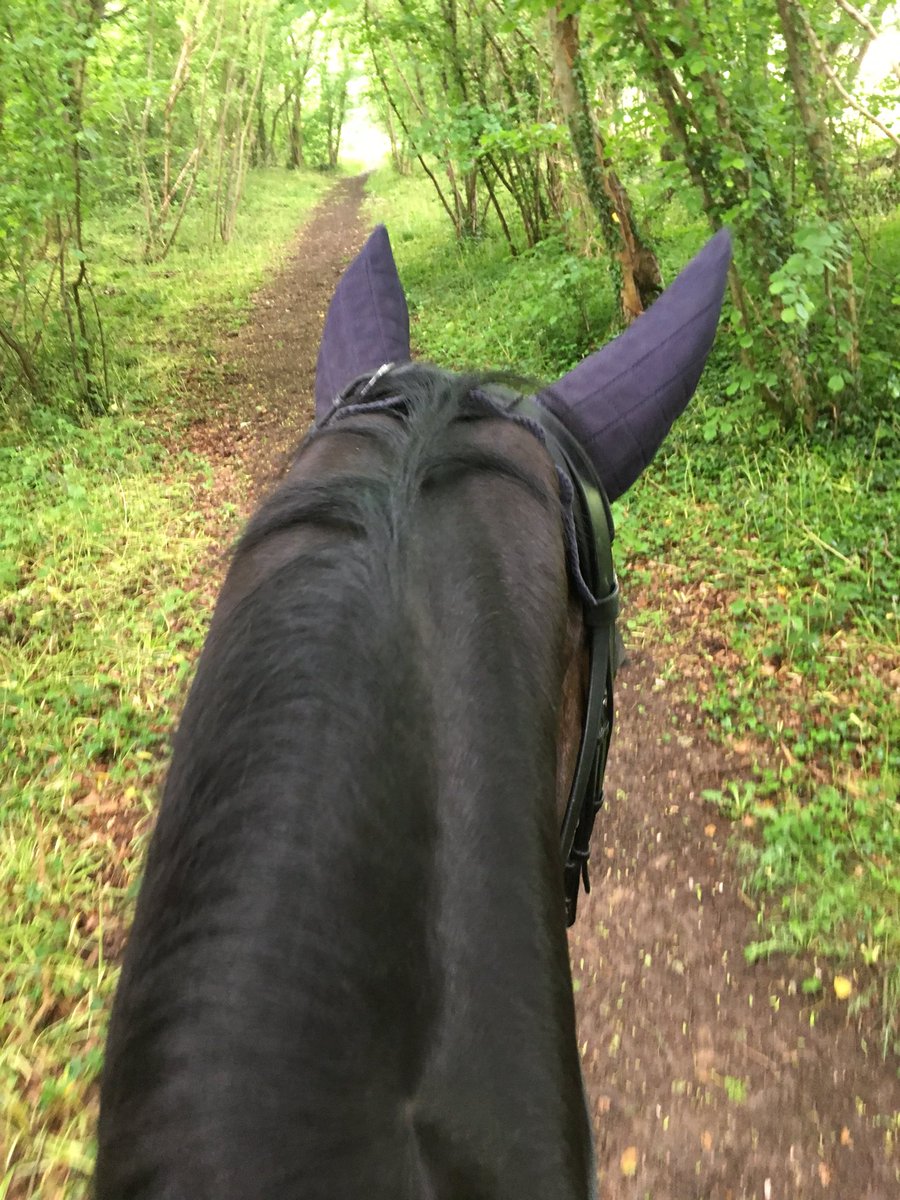 LizDiegutis's tweet photo. Ruby has only just gone and done it!
Anyone who knows Ruby knows that this is epic, having a trot up the gallops on her own without major anxiety is a great achievement. What a good brave girl
I really hoped she enjoyed it, she seemed too 😍😍
#trustingrelationship #thisisepic https://t.co/uFf60nq3Jb