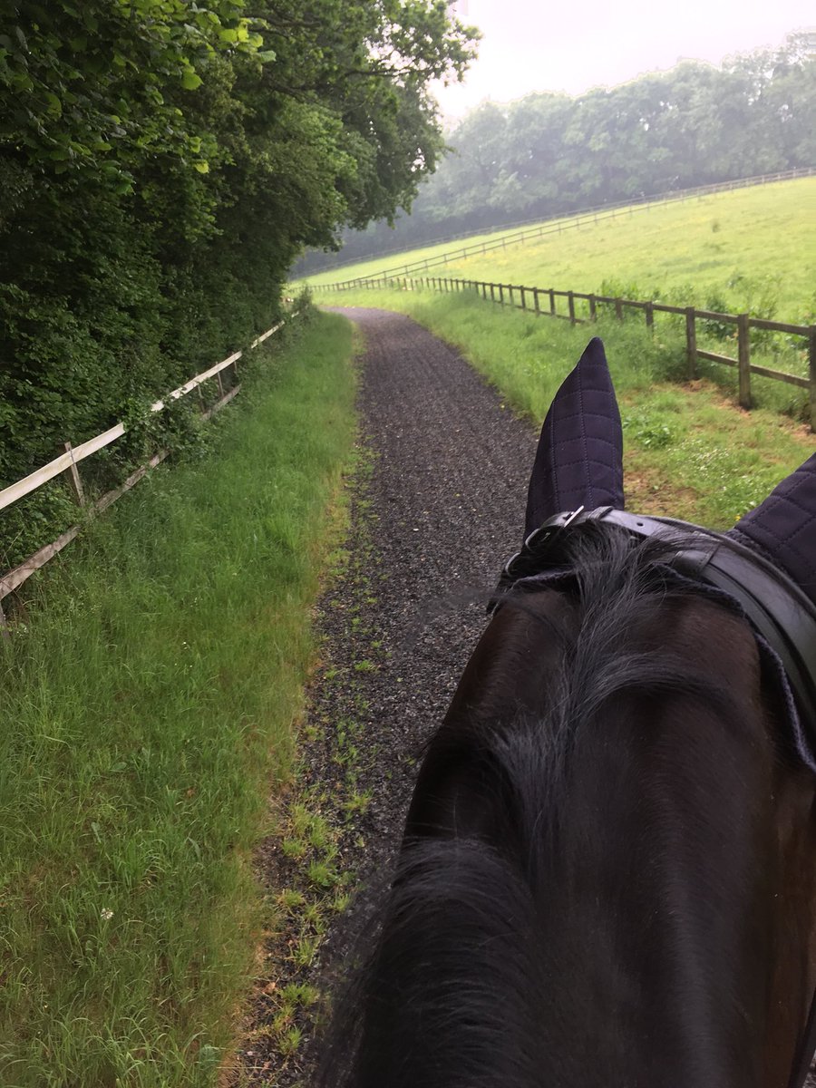 LizDiegutis's tweet photo. Ruby has only just gone and done it!
Anyone who knows Ruby knows that this is epic, having a trot up the gallops on her own without major anxiety is a great achievement. What a good brave girl
I really hoped she enjoyed it, she seemed too 😍😍
#trustingrelationship #thisisepic https://t.co/uFf60nq3Jb