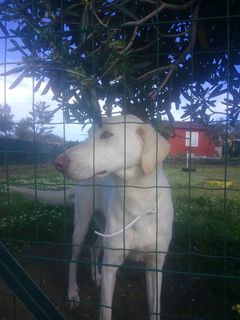 adozioneanimali tweet picture