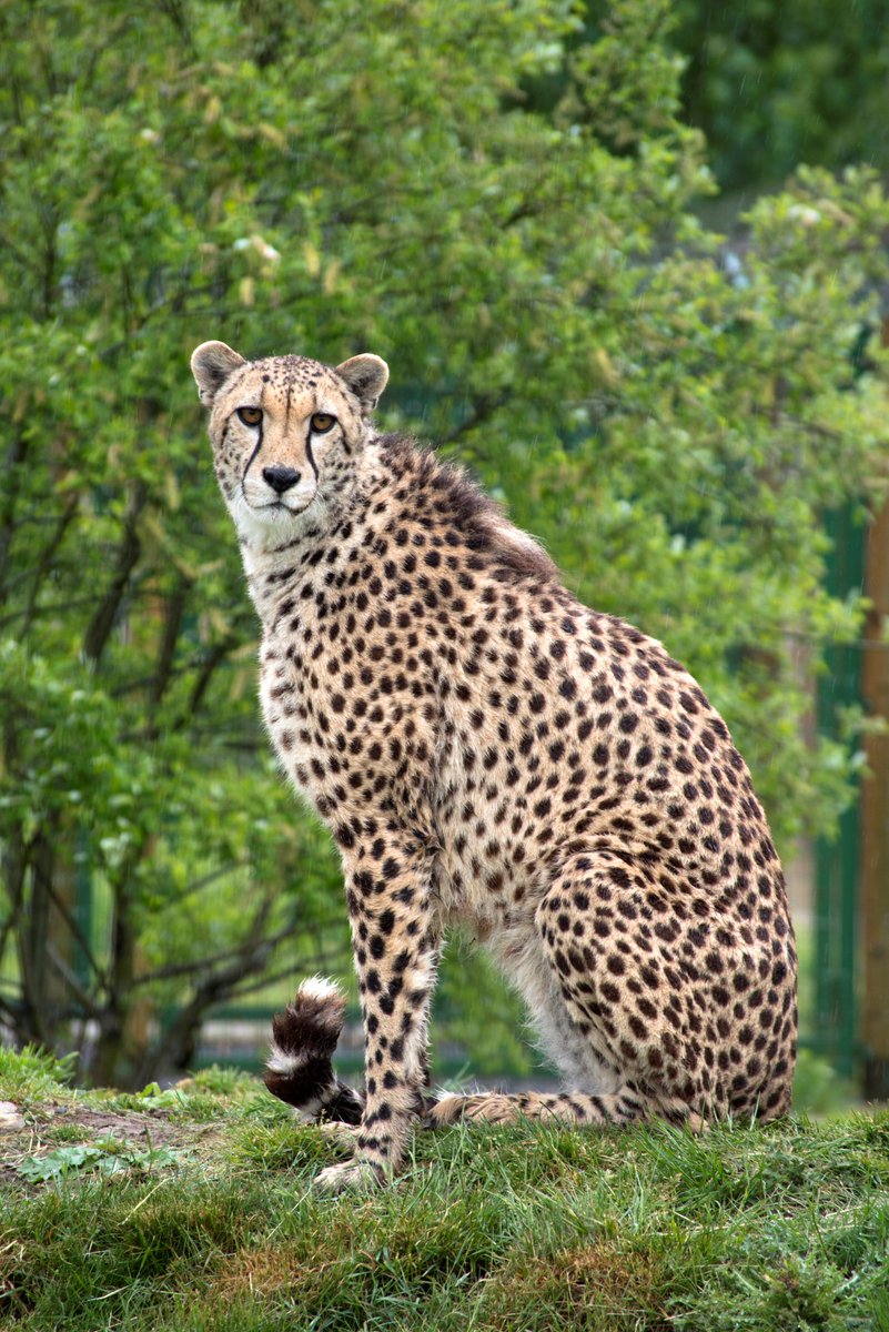 Retractable Claws Big Cats