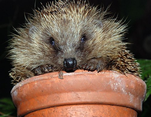 Britain's hedgehogs are rapidly disappearing. Help us to find out why. The Big Half Term #HedgehogWatch starts TODAY! Get involved here ow.ly/KjkQ30kbpxD <a href="/MathewsFiona/">Fiona Mathews</a> <a href="/BBCSpringwatch/">BBC Springwatch</a> <a href="/PTES/">People's Trust for Endangered Species</a> <a href="/hedgehogsociety/">Hedgehog Society</a> #evidencebasedconservation (c) Dr Pat Morris