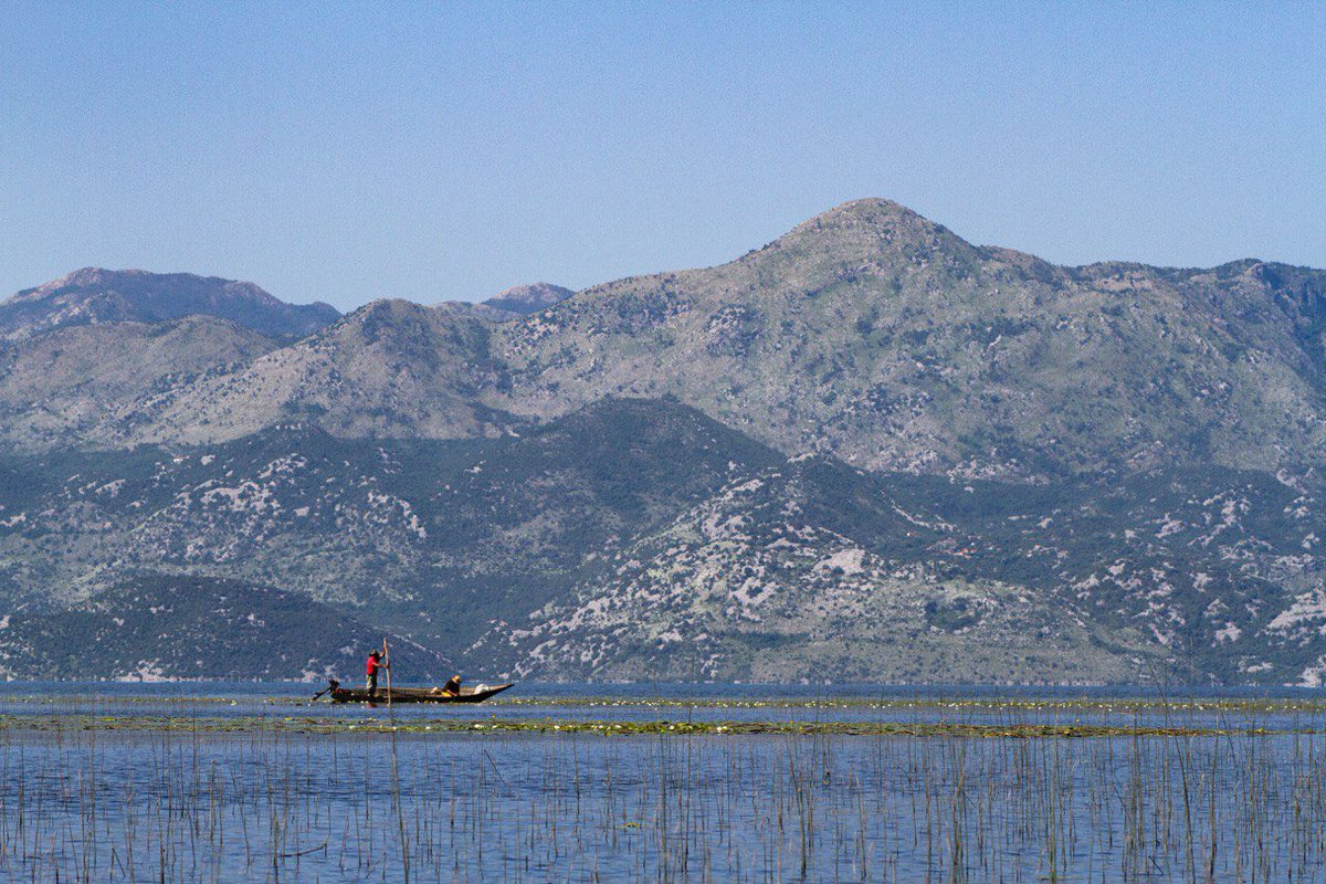 chiefchaff's tweet photo. #Kayaking at Gostiljska rijeka #SkadarLake #Montenegro #birdwatching #pelicans https://t.co/YOAcHiCvIq