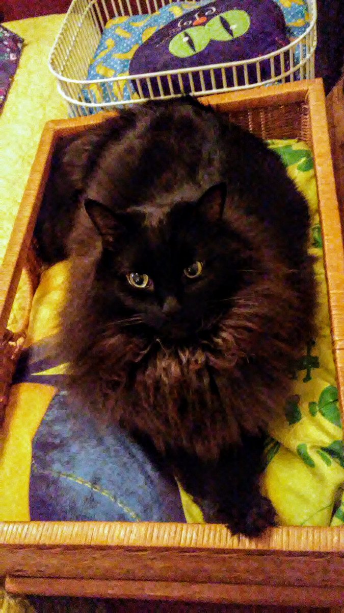 WidgetGizmo's tweet photo. @MoetBlindCat
#YouRemindMeOf
Floofiest clouds 
on sunniest days

Yummiest tunas 
warmed in microwaves

Gentle pettings
on my little head

3AM zoomies
Across kittiemama's bed

Warm cuddle puddles
when it's rainy &amp; cold

The softest, sweetest paw
any tom could hope to hold.
~ G https://t.co/Wf3CnXWSqe