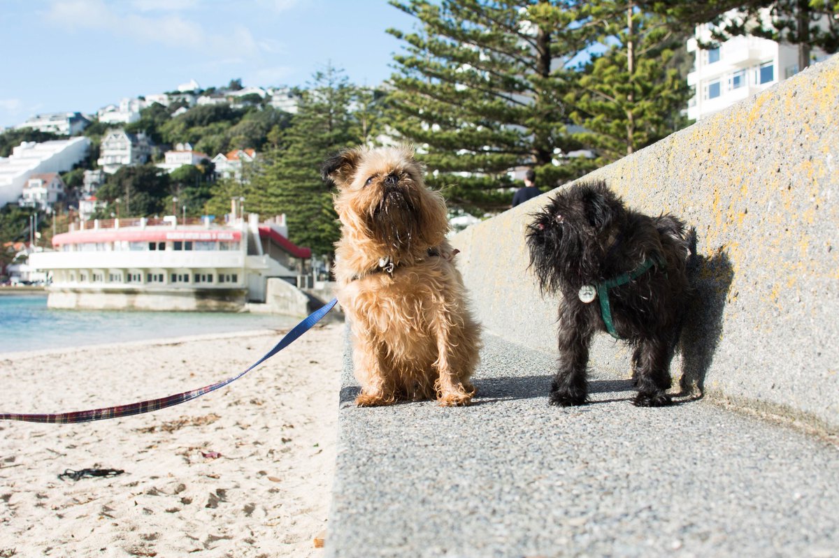 The universe wasn’t on board with our walk happening, so we went to the beach instead.