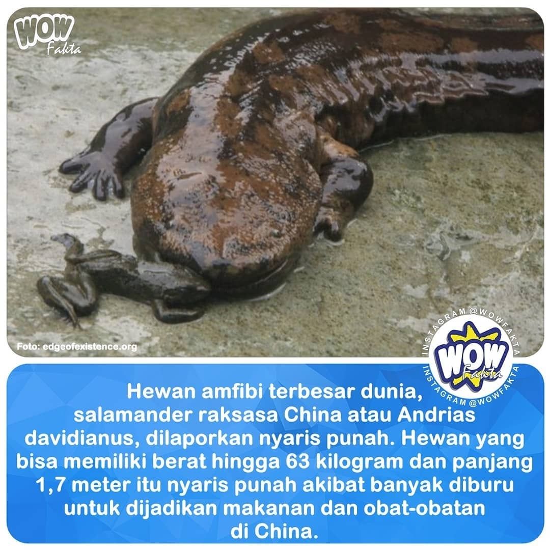 Fakta Faktanya Wow A Twitter Laporan Ancaman Terhadap Hewan Yang