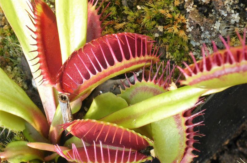 Biogloo's tweet photo. #Biodato

Hoy os voy a explicar muy a groso modo cómo funcionan las plantas carnívoras como Dionaea muscipula (Venus atrapamoscas) https://t.co/UIuZe2YBhr