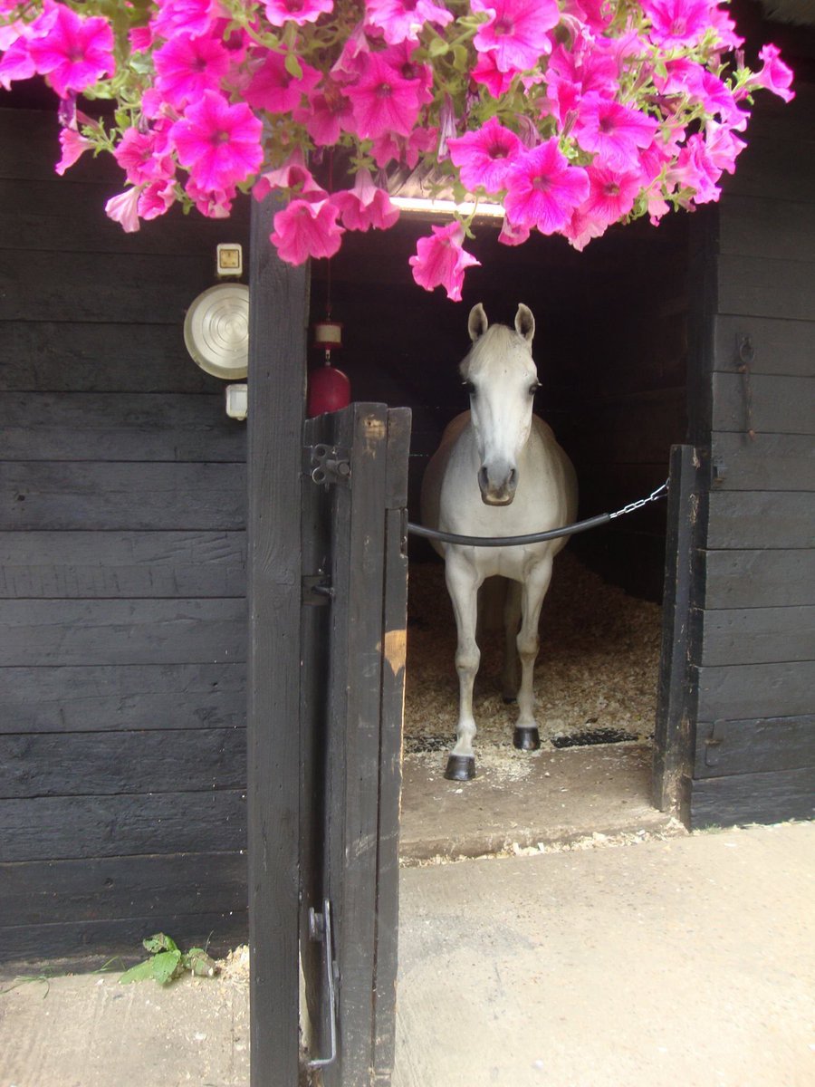Frenchs_Equine's tweet photo. Indy says a huge THANK YOU to everyone who is supporting us, RTing for us & donating via our GoFundMe Page to support our relocation fund. #Suffolk #WeCanDoThis ❤️#HelpSaveFrenchs Sanctuary & #CareFarm
YOU CAN DONATE to support our relocation fund at
https://t.co/3iBwheN8CG https://t.co/HwvR26c6AO